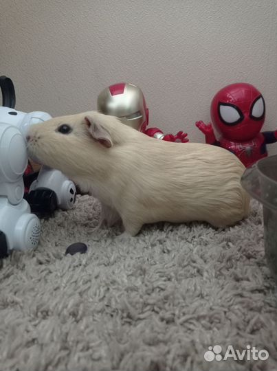 Морская свинка с клеткой