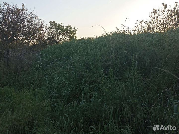 Трава для скотины