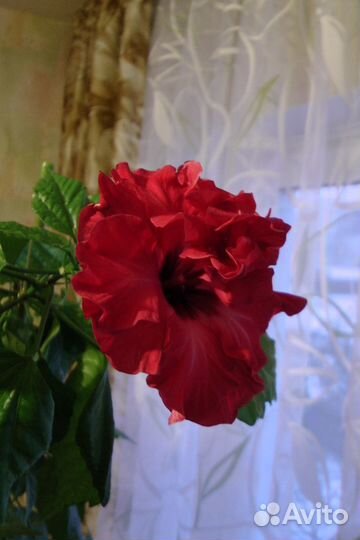 Китайская роза, драцена широколистная