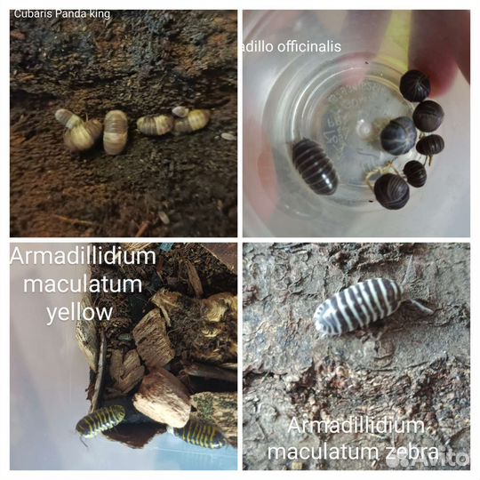 Мокрицы, раки, тараканы