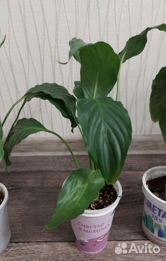 Спатифиллум (женское счастье)