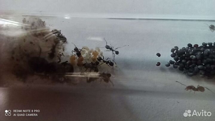 Муравьи Мессор структор