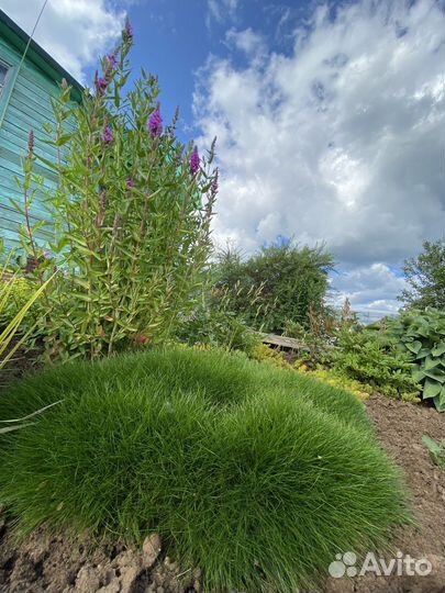 Овсяница готье