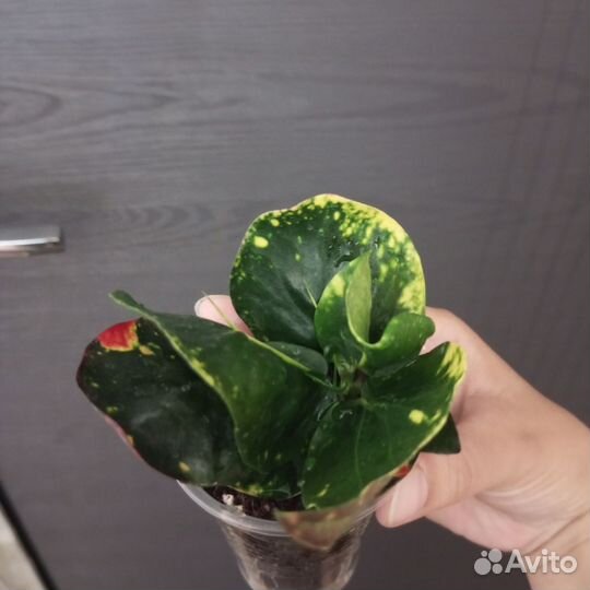 Кодиеум кротон