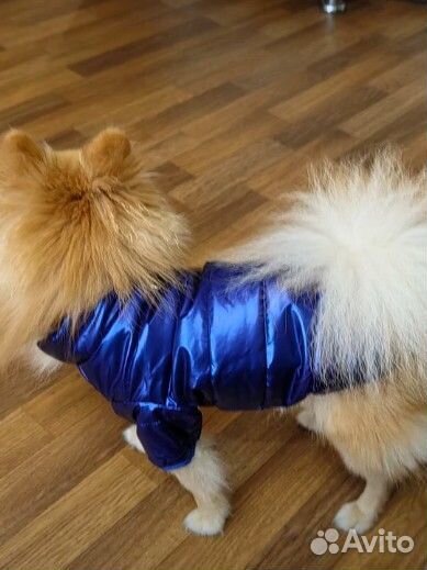 Куртка для собак мелких пород