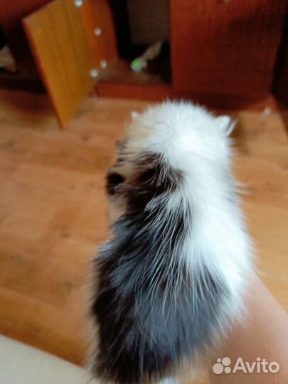 Отдам бесплатно кошечку