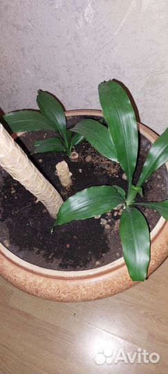 Пальма юкка