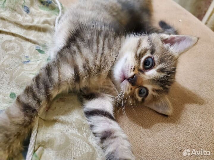 Котёнок в добрые руки, девочка