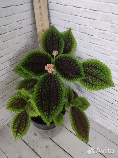 Монстера, филодендрон