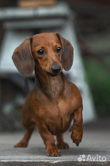 Мини таксята