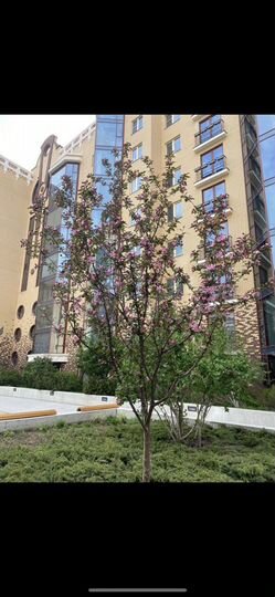 2-к. квартира, 116 м², 2/9 эт.