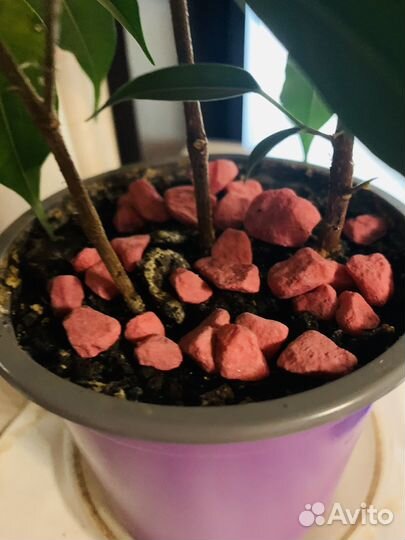 Фикус бенджамина