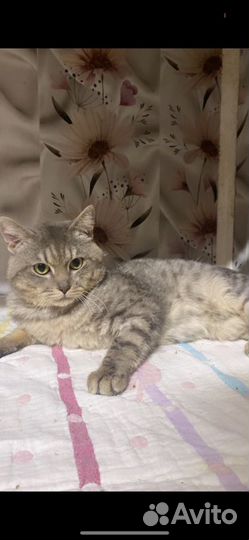 Найден кот Том серенький дымчатый