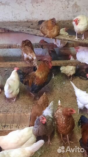 Петух с домашнего хозяйства