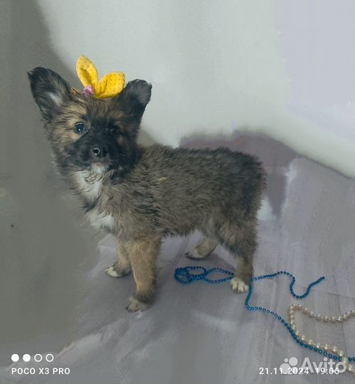 Щенок девочка