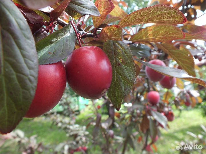 Коллекция сортов алычи