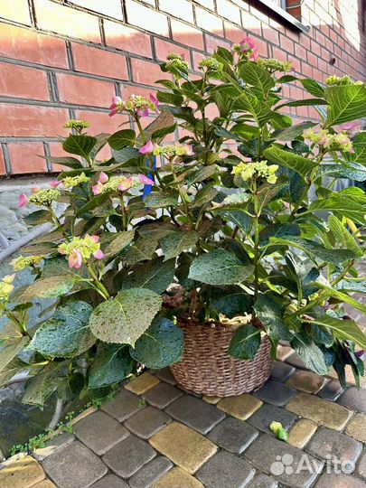 Гортензия крупнолистная