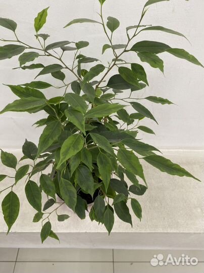 Фикус Бенджамина