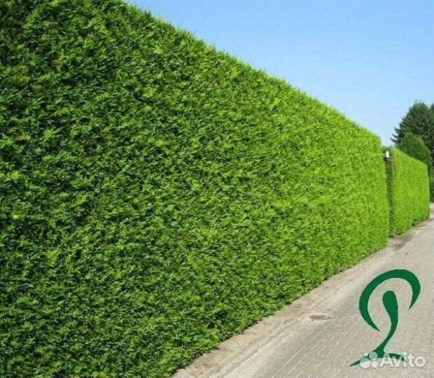 Туя Смарагд 1,8-2 м,Брабант,Колумна