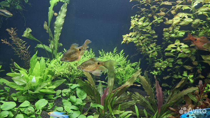 Самочки огненного барбуса