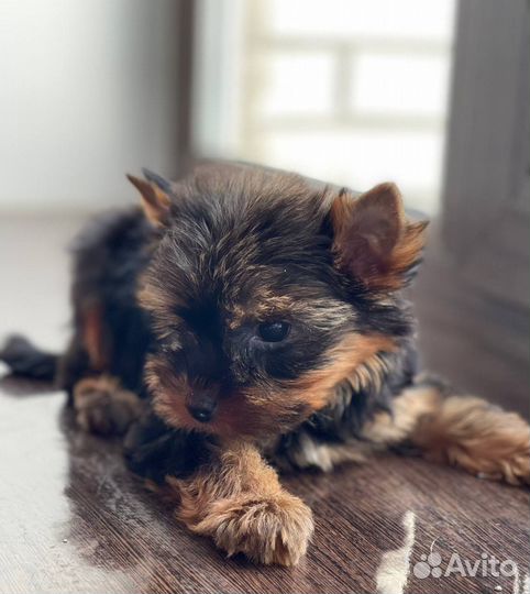 Мини йорки РКФ