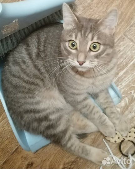 Кот потерялся 31.03.23