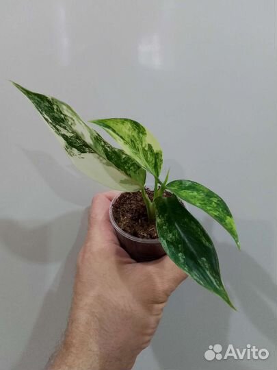 Аглаонема Siam Jade и Манила, антуриум Сирих