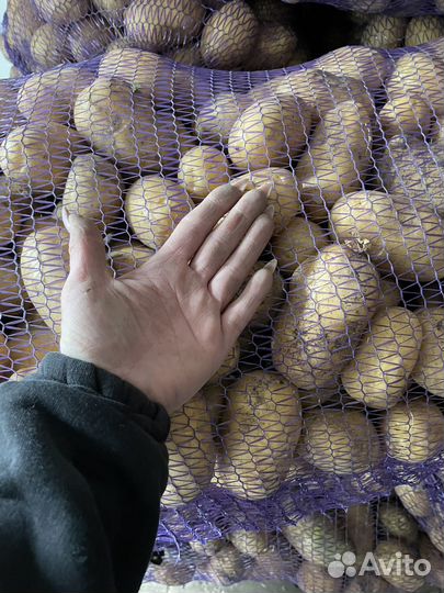 Продам картофель