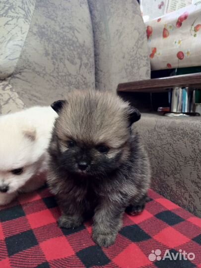 Малыши шпица