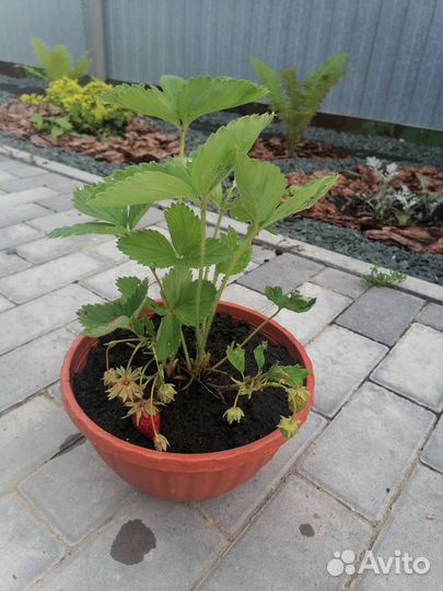 Клубника в горшочке