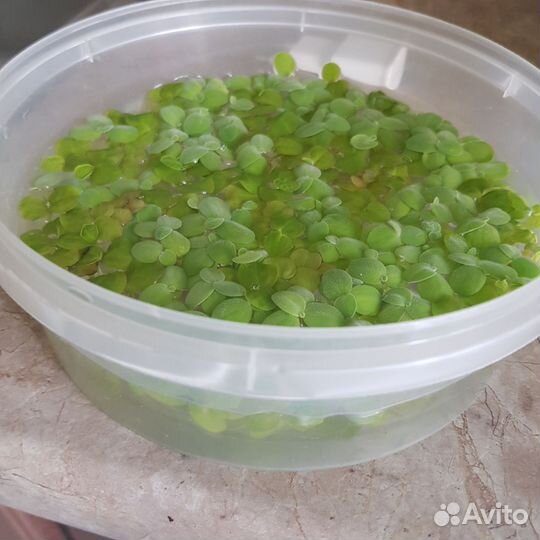 Пистия,Сальвиния