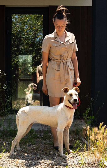 Красивая молодая собака ждёт хозяина