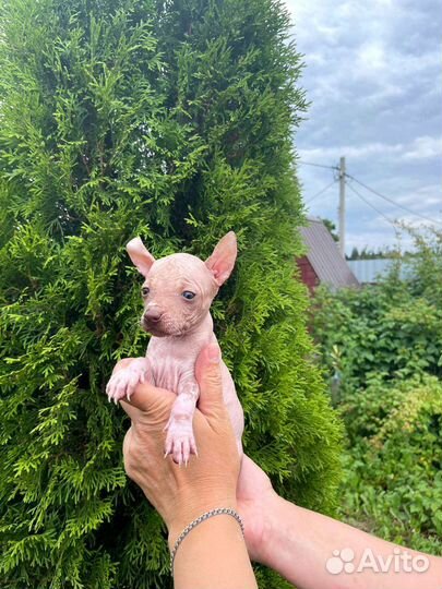 Ксолоитцкуинтли щенки мини