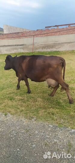 Корова дойная