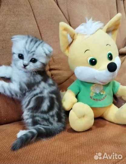 Шотландская вислоухая девочка 1мес