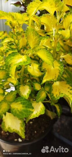 Колеусы вегетативные