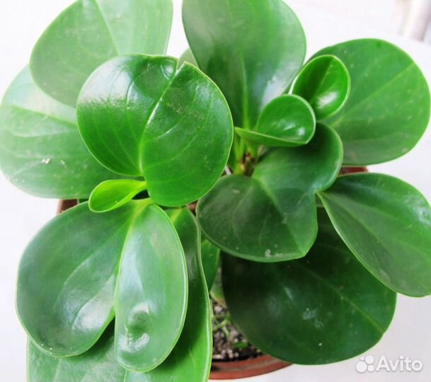 Педилантрус, пеперомия