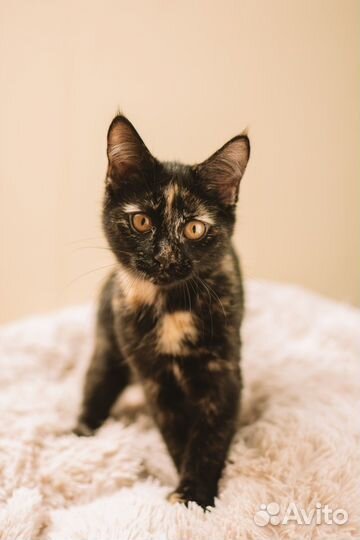 Котенок Йоко