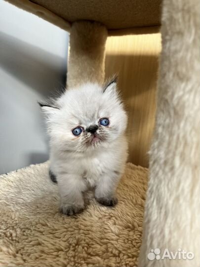 Персидская гималайская девочка