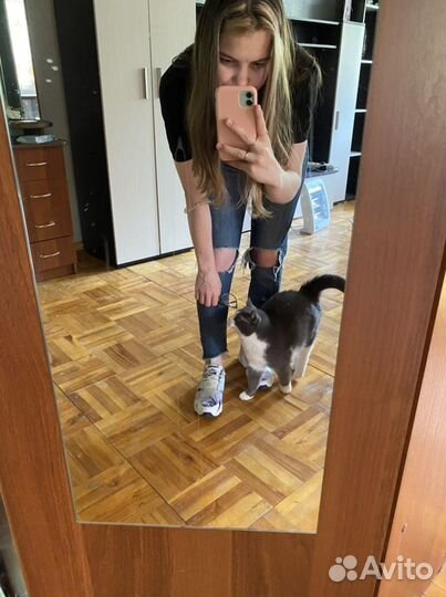 Кошки бесплатно в добрые руки