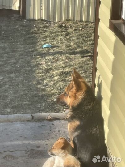 Собаки в добрые руки