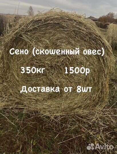 Сено (скошенный овес)