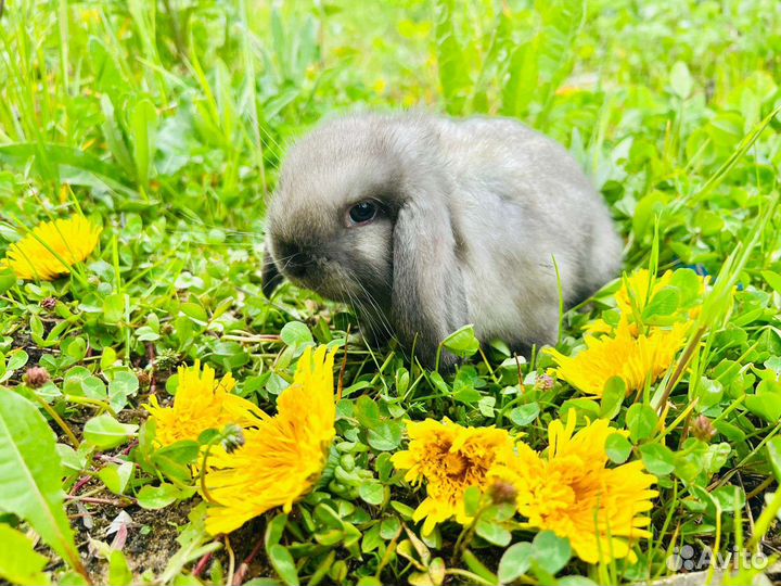 Кролик мини карликовый. Большой выбор