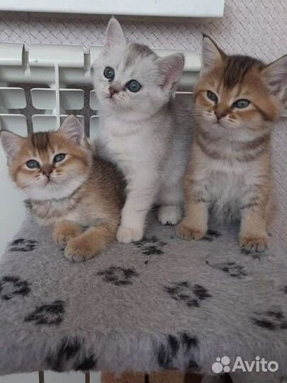 Котята