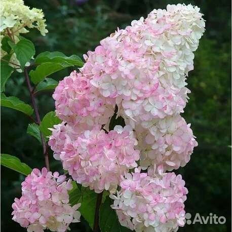 Гортензия метельчатая
