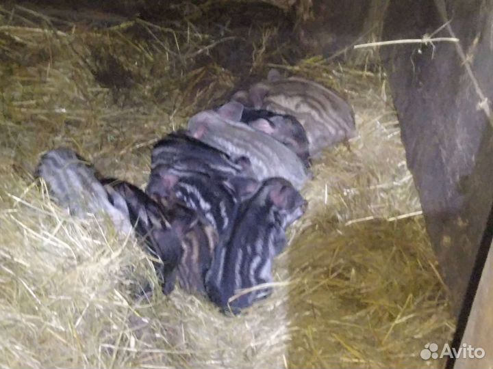 Венгерская пуховая мангалица