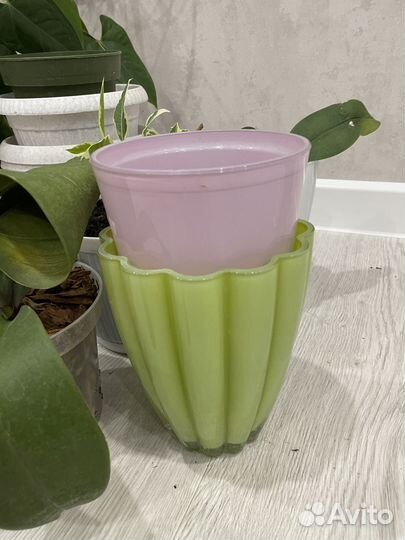 Цветы комнатные фикус антуриум орхидеи и кашпо