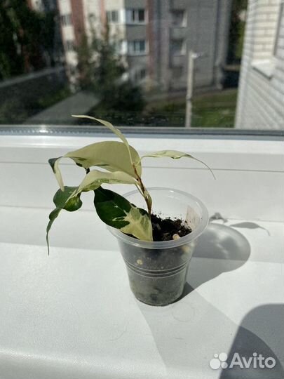 Фикус бенджамина Керли