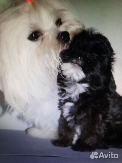 Мальтипу, мини детки