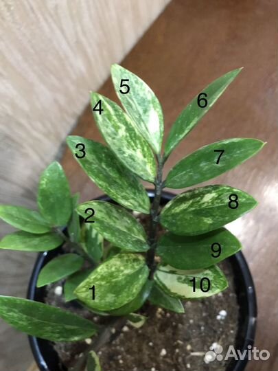 Замиокулькас вариегатный